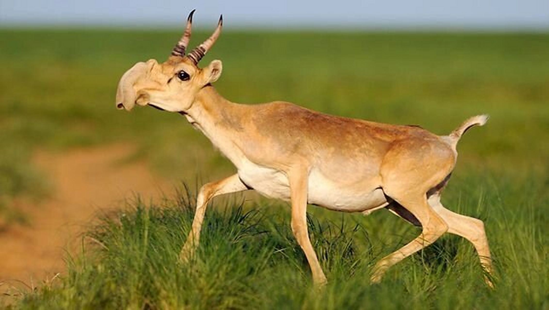 高鼻羚羊(saiga antelope) 镏金岁月西洋美物 高鼻羚羊(学名:saiga