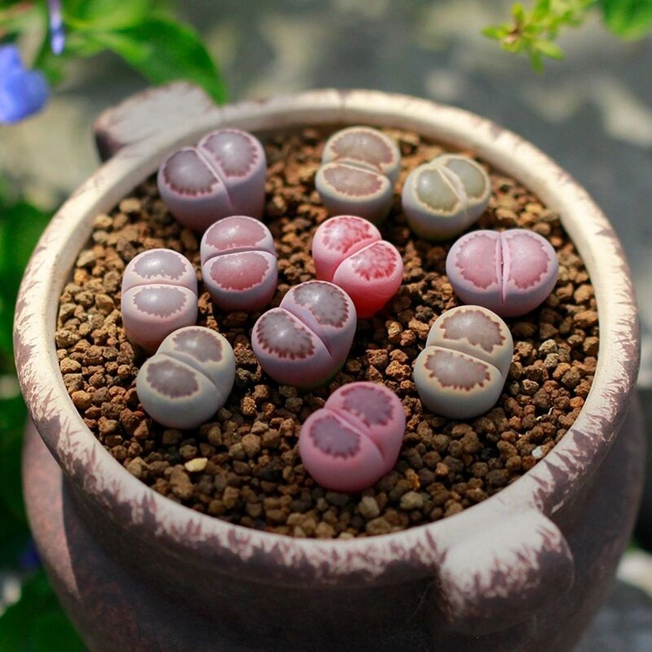 👉(3)植物分类:番杏科,生石花属.