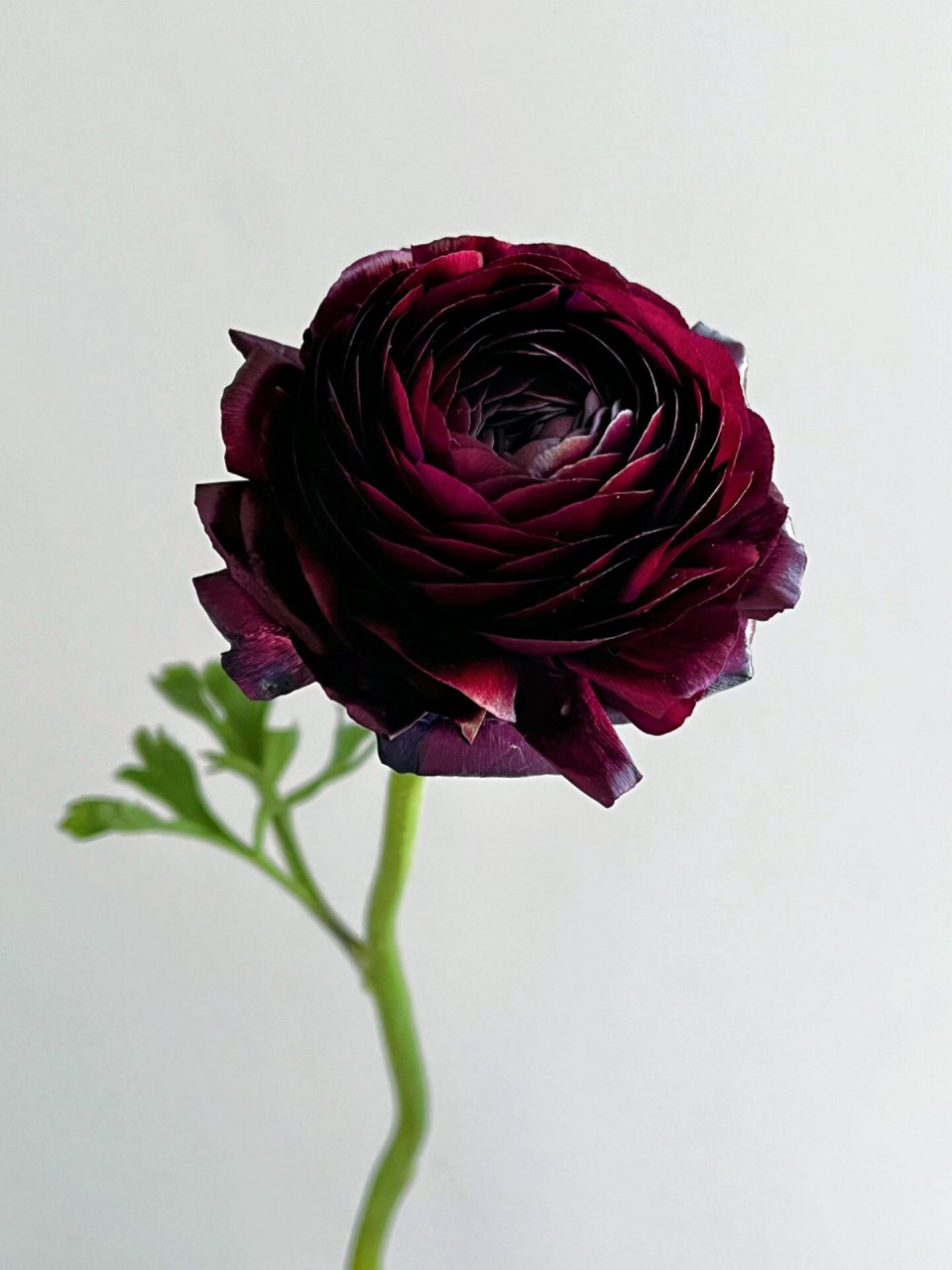 白色洋牡丹 从此爱上了平平无奇的白色洋牡丹!