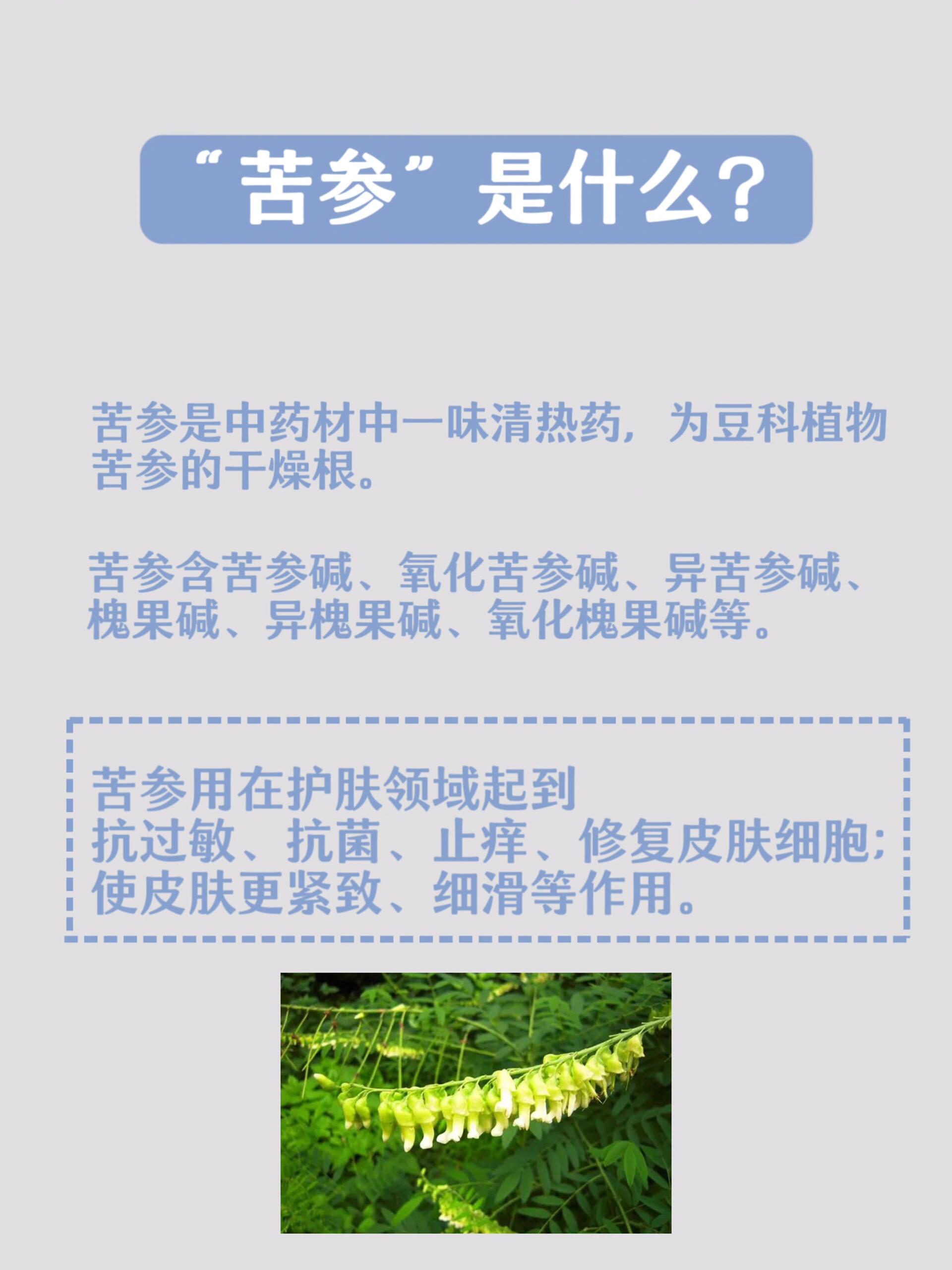 每天一个中药护肤知识:苦参