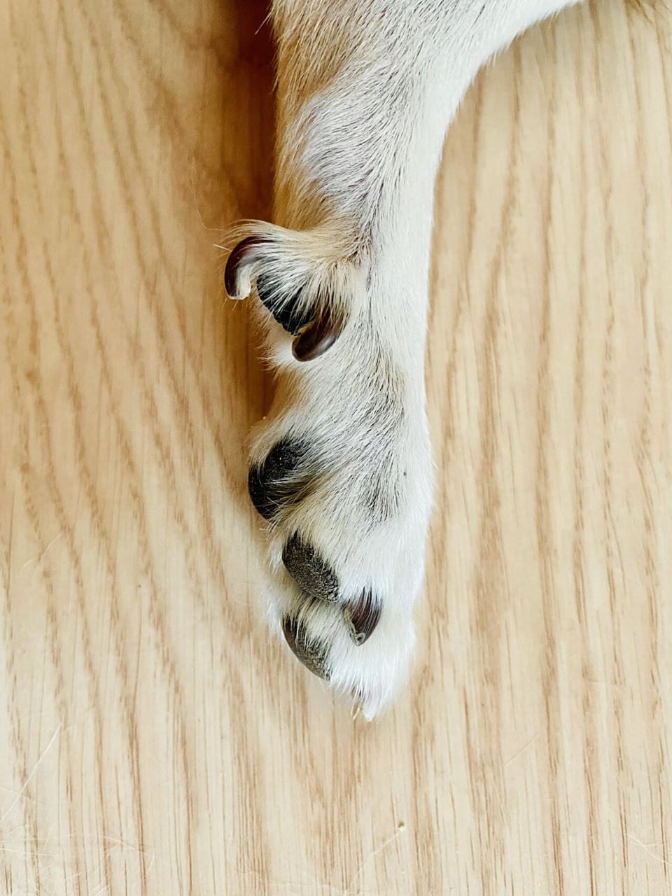 么么的狼爪 狗狗后退上多余的趾头叫"狼爪","狼趾",也是郭德纲相声里