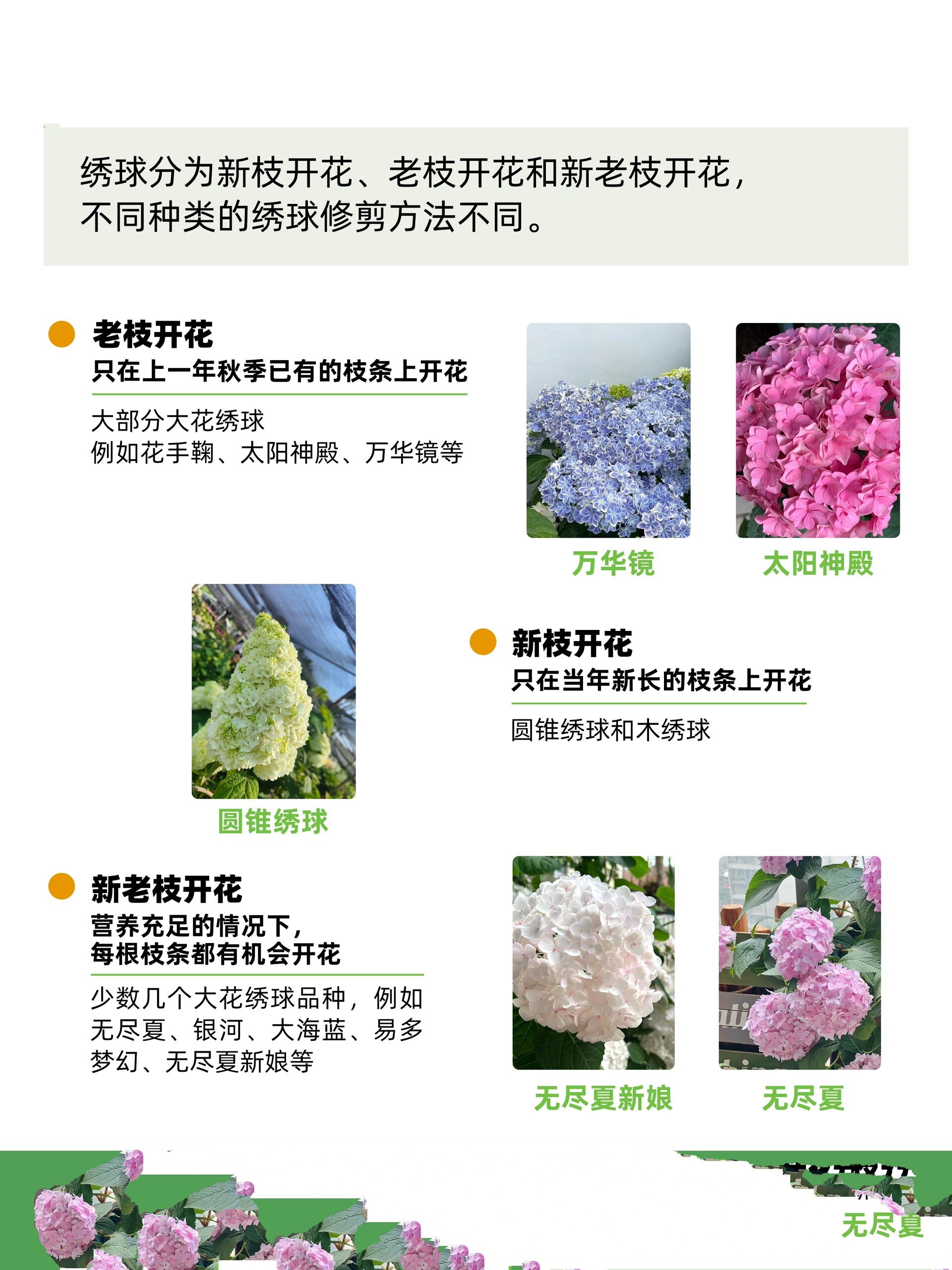 绣球花的修剪方法图片