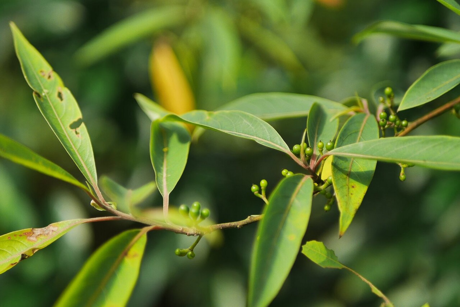 每日一花 | 山鸡椒 01 植物百科 中文名:山鸡椒 拉丁学名:litsea