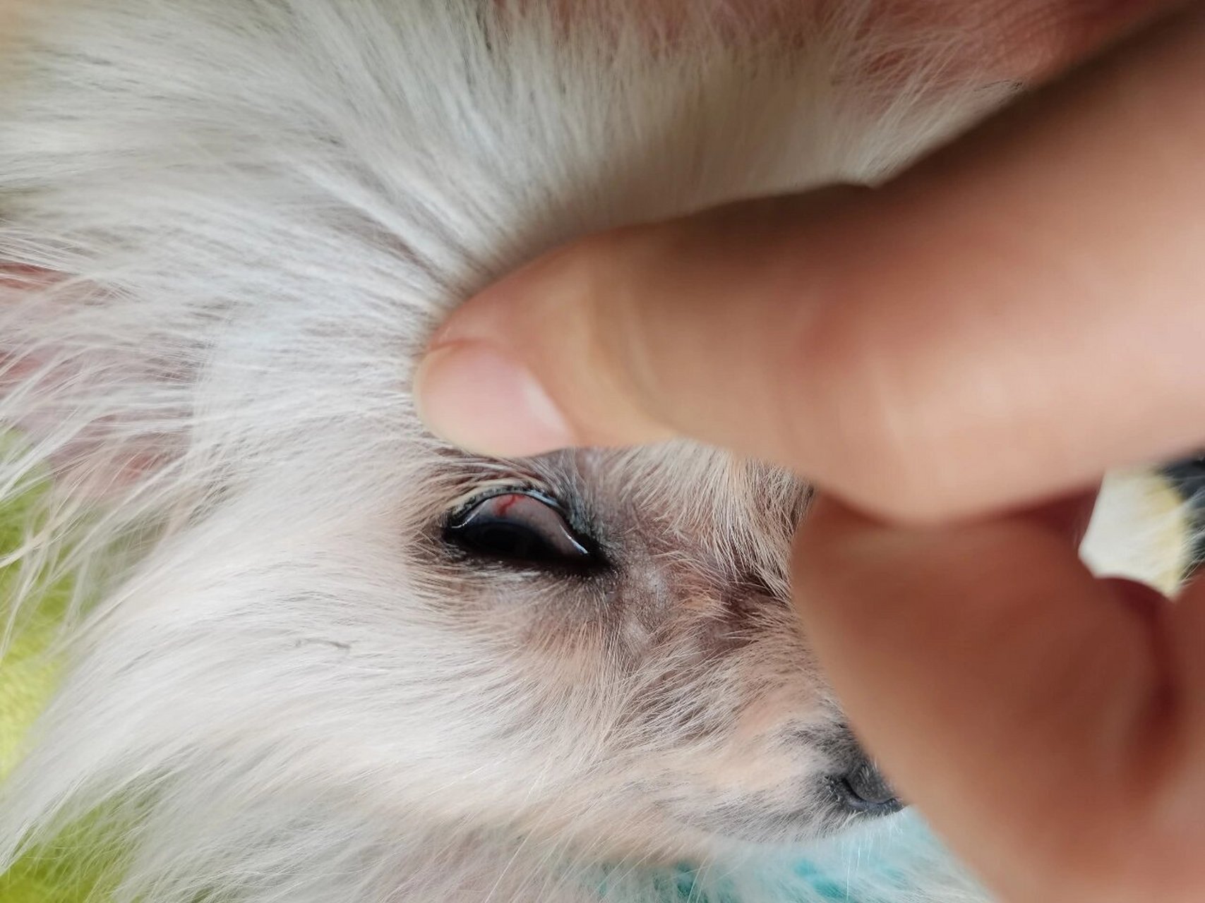 求告知050505 请问狗狗眼睛里红色的这种是眼线虫嘛 05