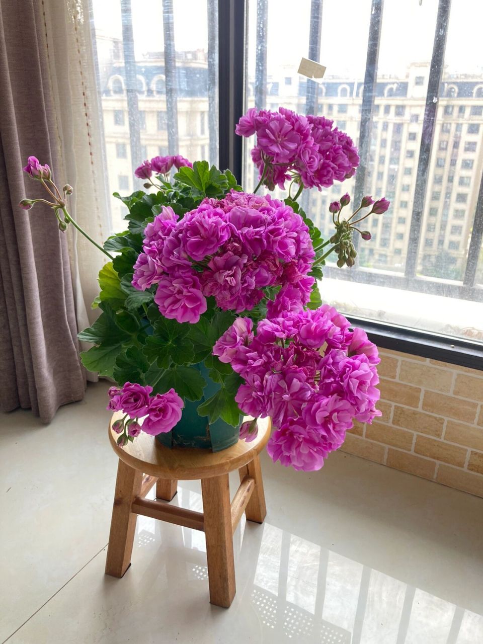 兽系天竺葵|丁香雾 今天是丁香雾的美照欣赏, 花球真的巨大!