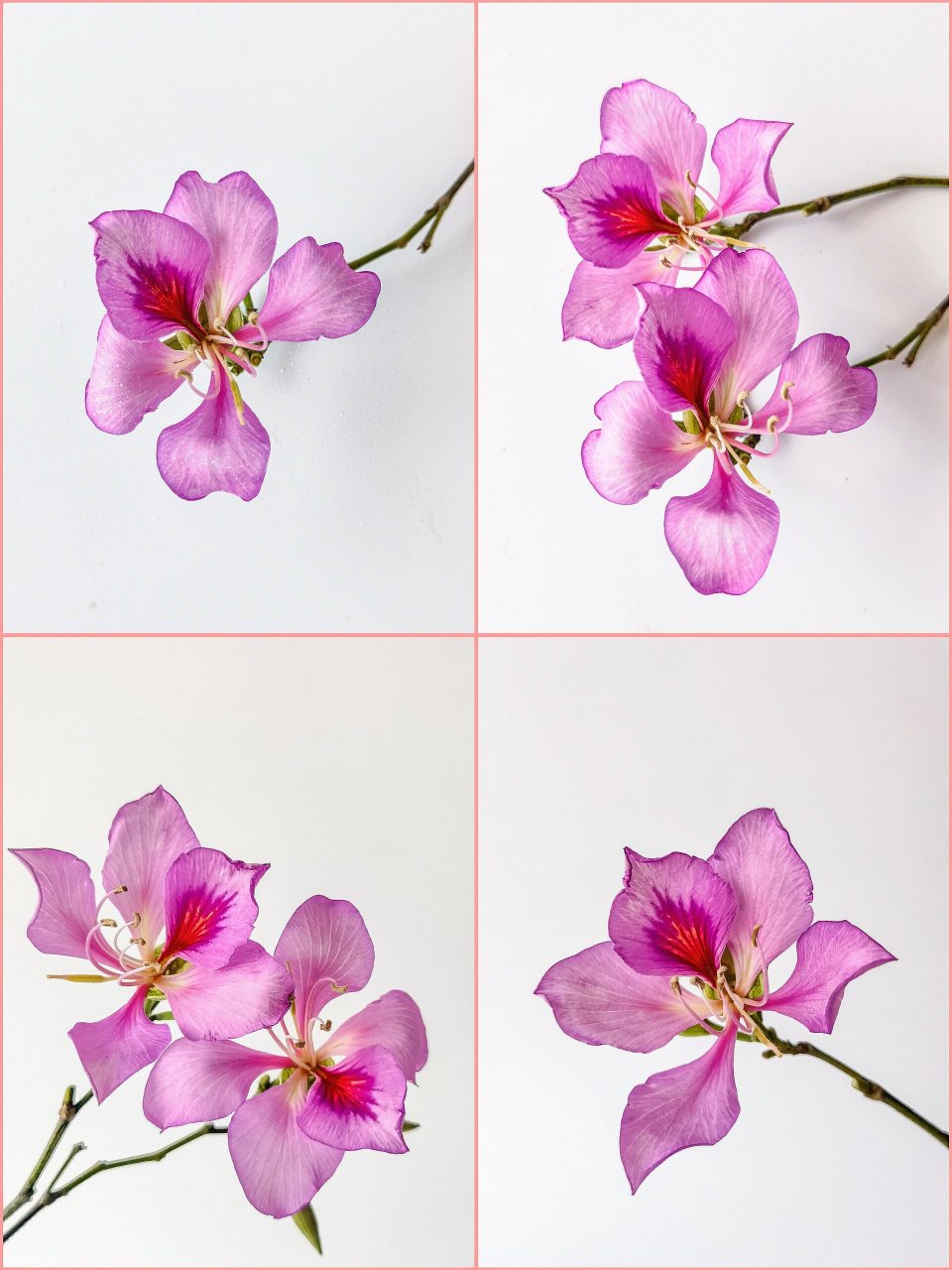 绘画素材:宫粉洋紫荆花 绘画素材