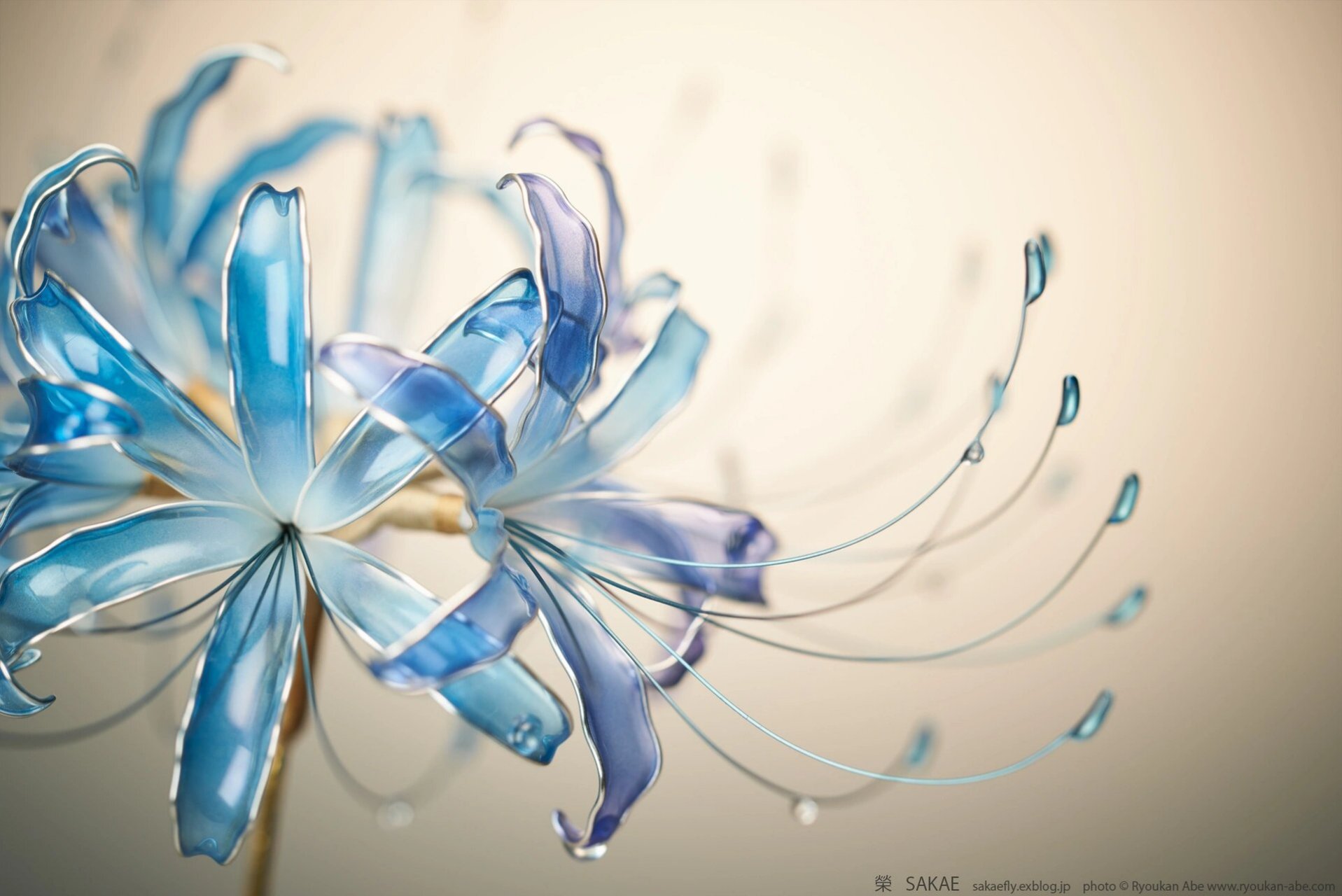 蓝色的曼珠沙华见过么? 蓝色高贵冷艳,红色妖异热烈.