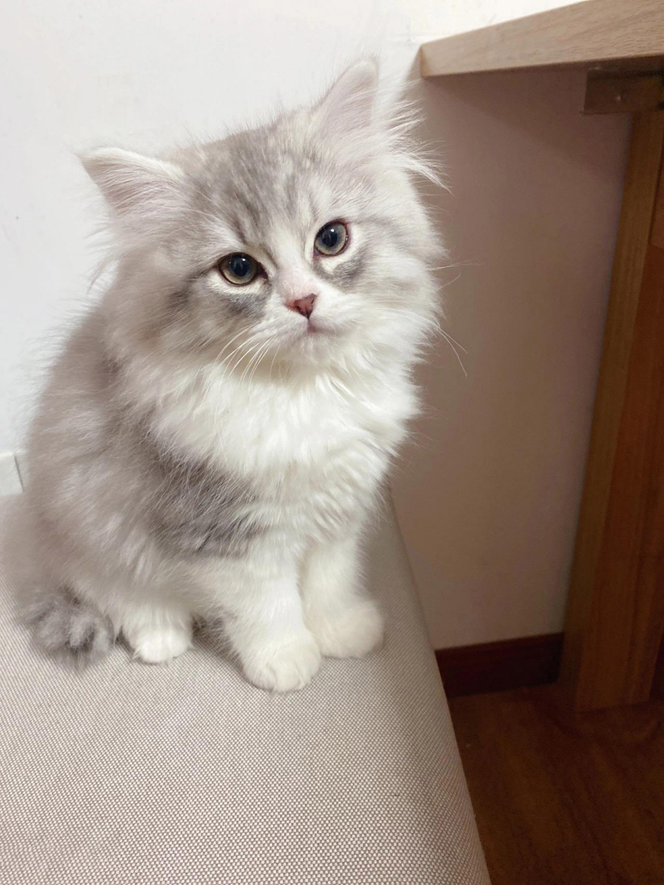 布偶与银渐层生的宝贝2个半月 好大个