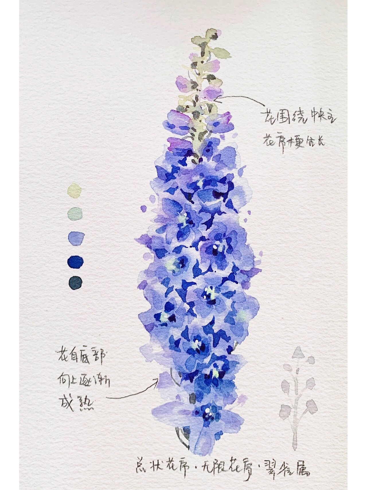 5单头花序 郁金香属 6复伞形花序 胡萝卜 7复聚伞花序 高毛茛 8肉