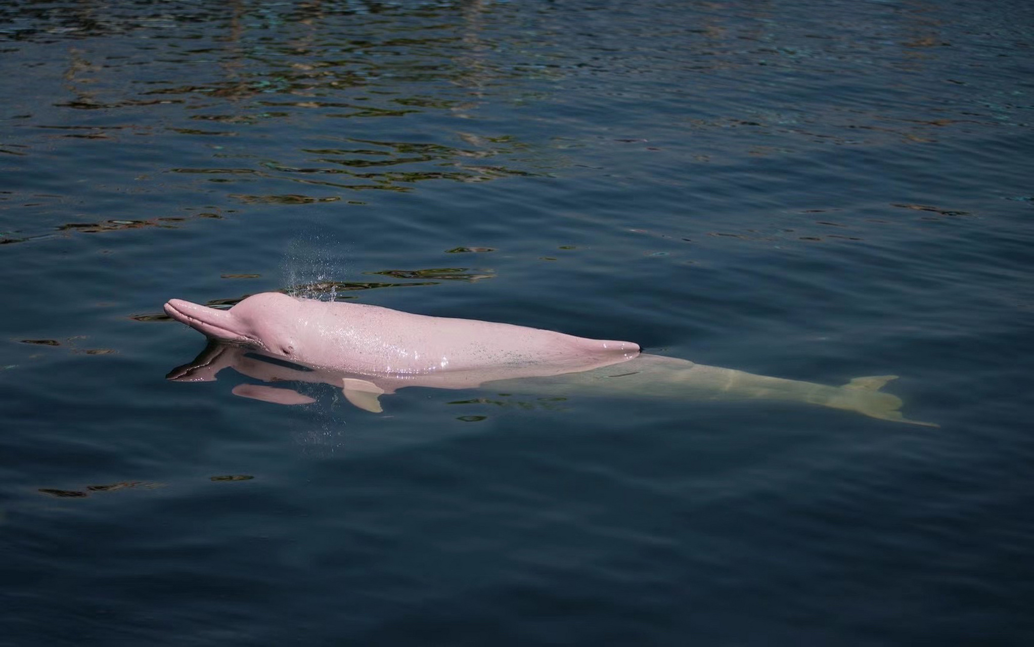 南澳岛上的粉红色海豚98 多幸运才可以看见这粉红色海豚 太可爱了