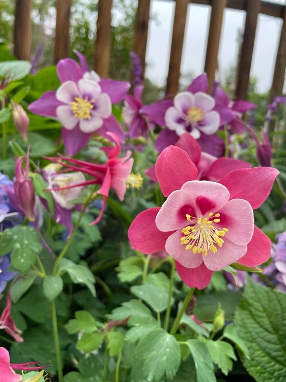 大花耧斗菜 大花耧斗菜(aquilegia glandulosa fisch. ex link.
