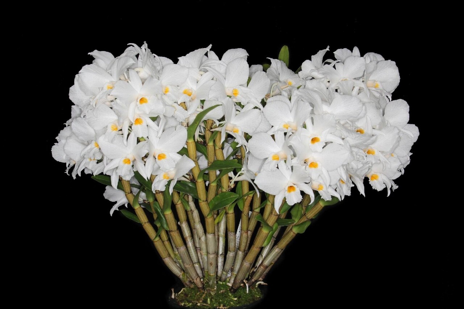 高山石斛 14,dendrobium infundibulum高山石斛,产地:中国,印度