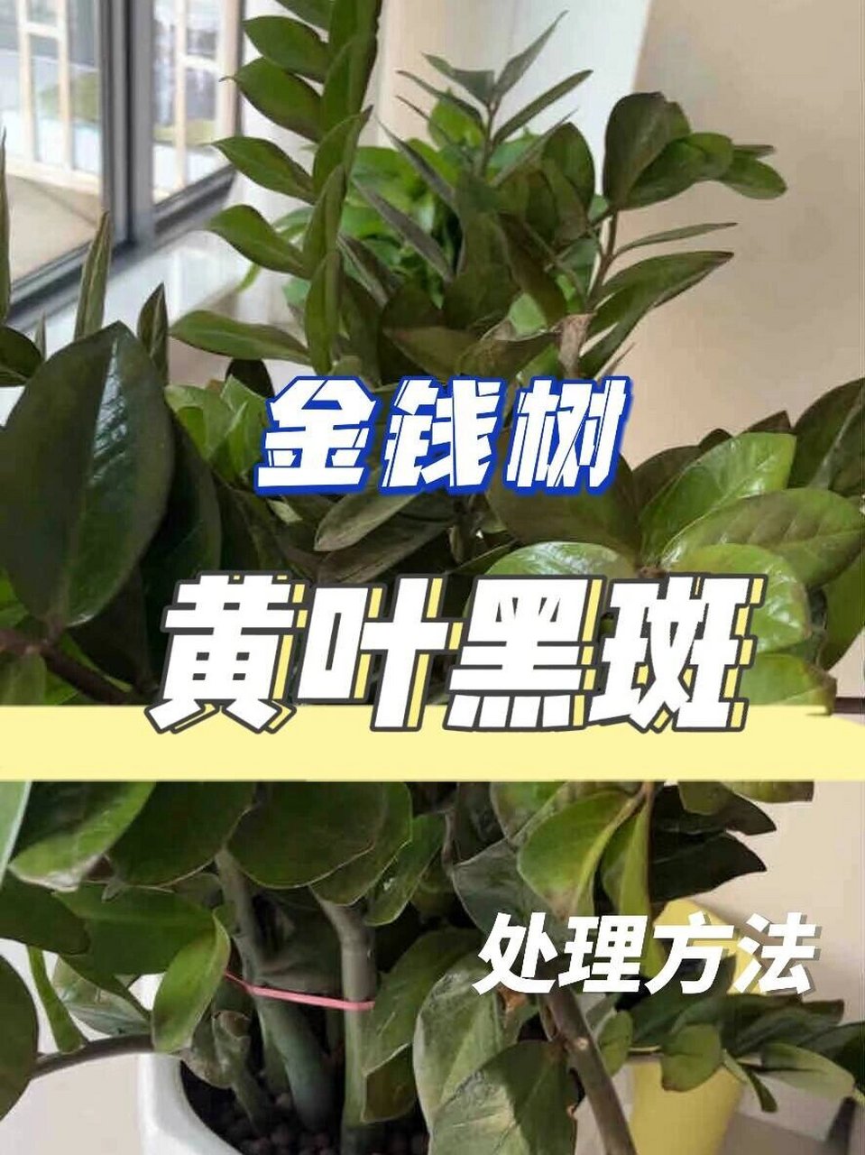 94黑斑7171处理方法 很多花友最近叶子黄叶,黑斑特多 怎么办?