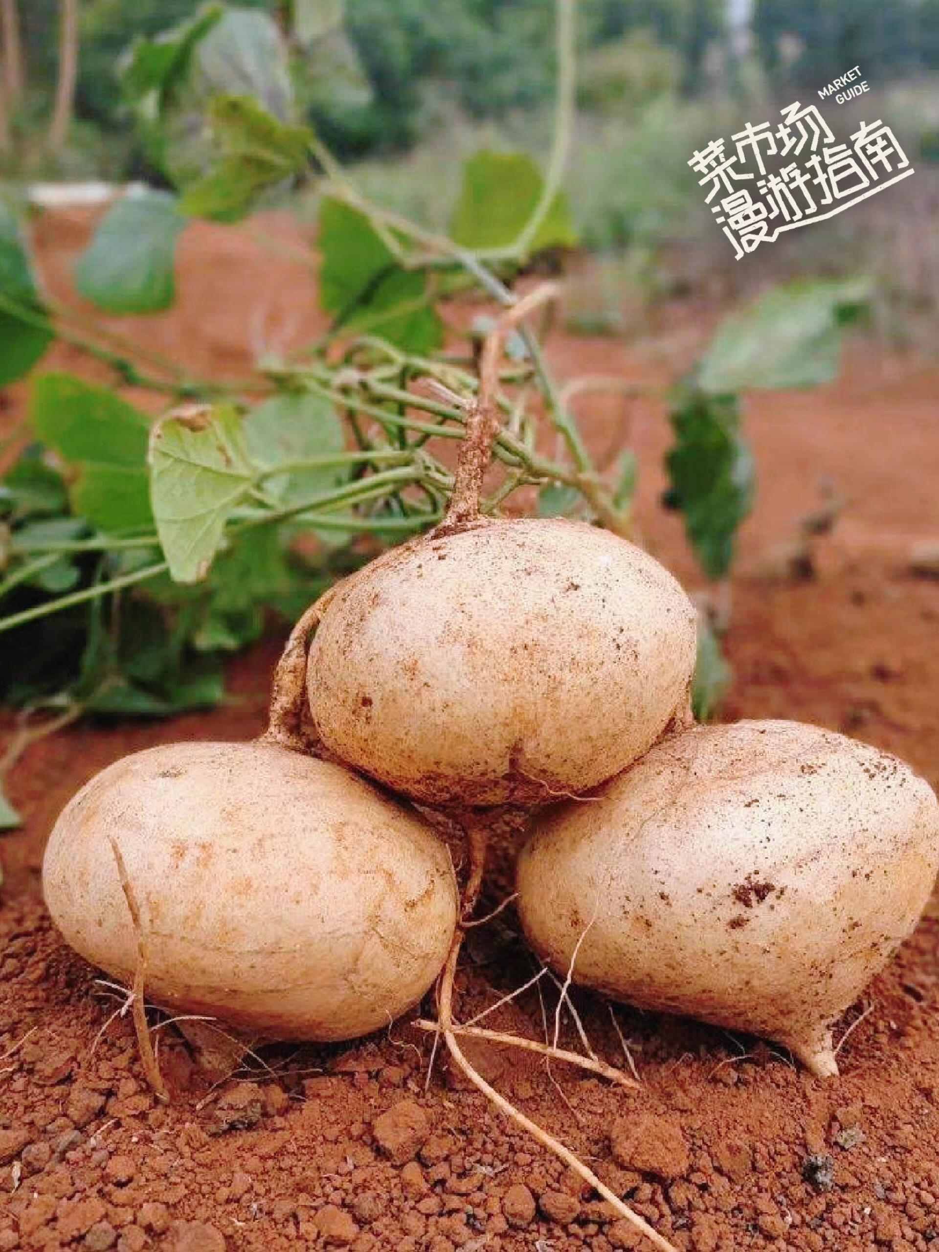 凉薯——凉性食物