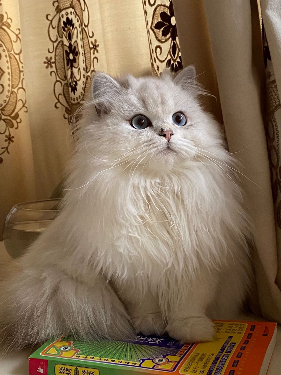 长毛猫爆毛期绝美! 目前拍的最满意的照片了!!!去年冬天,爆毛期真的绝