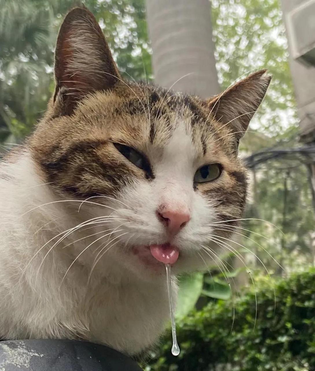 猫咪流口水滴水状图片