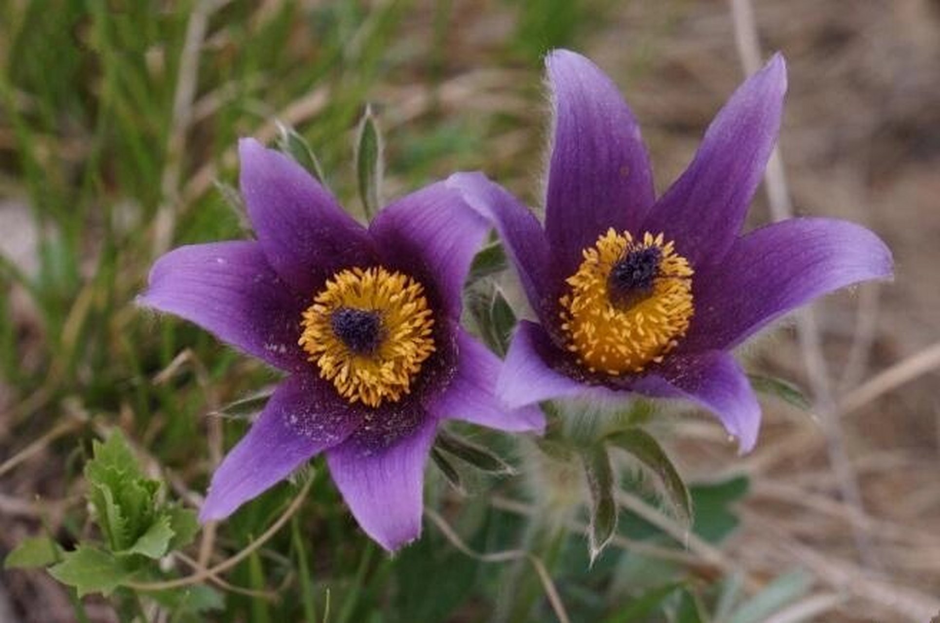 白头翁的功效与作用 清热解毒,凉血止痢 白头翁为毛茛科植物白头翁的