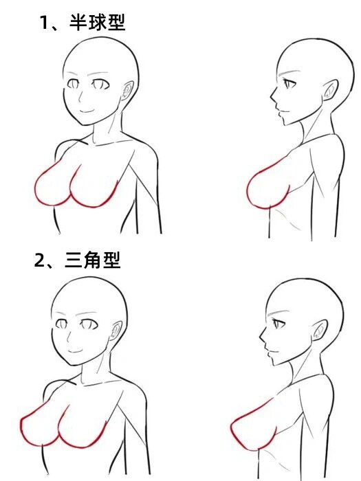 人体胸部和头部绘画教程分享