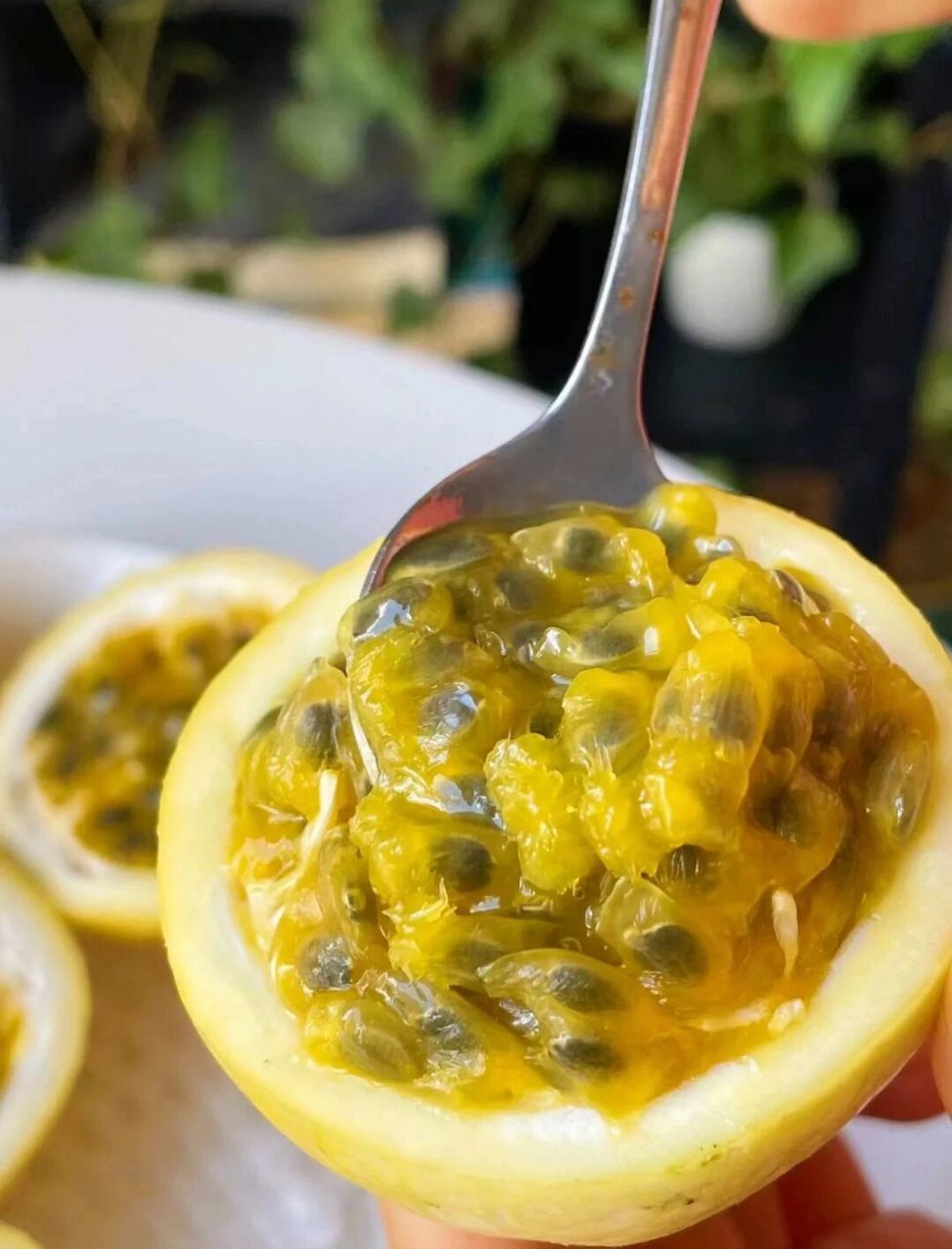 广西钦州的钦蜜9号黄金百香果必须夸!