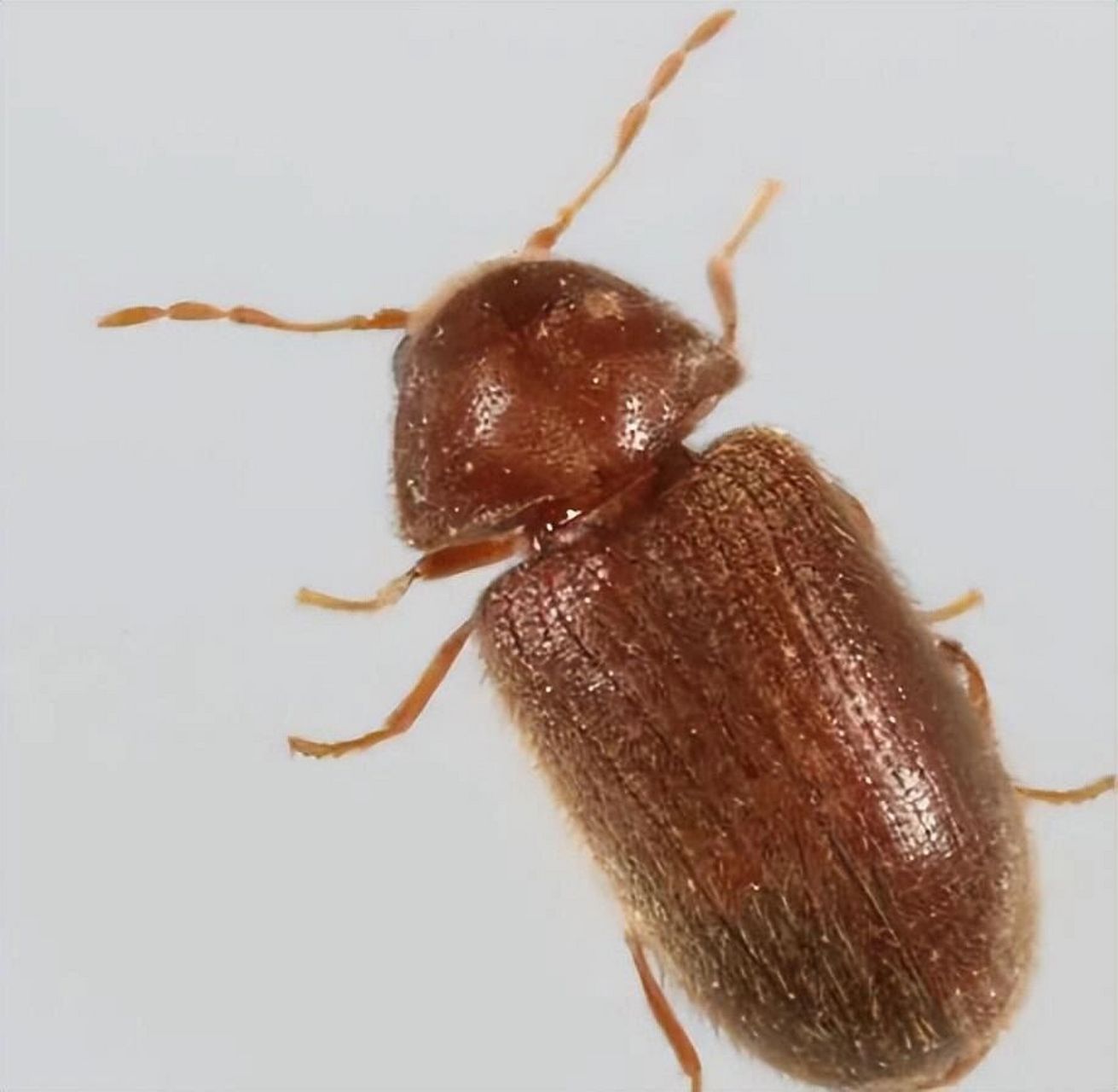 来回应一下大家问的最多的一款 这款商品叫烟草甲诱捕器,牌子是expest