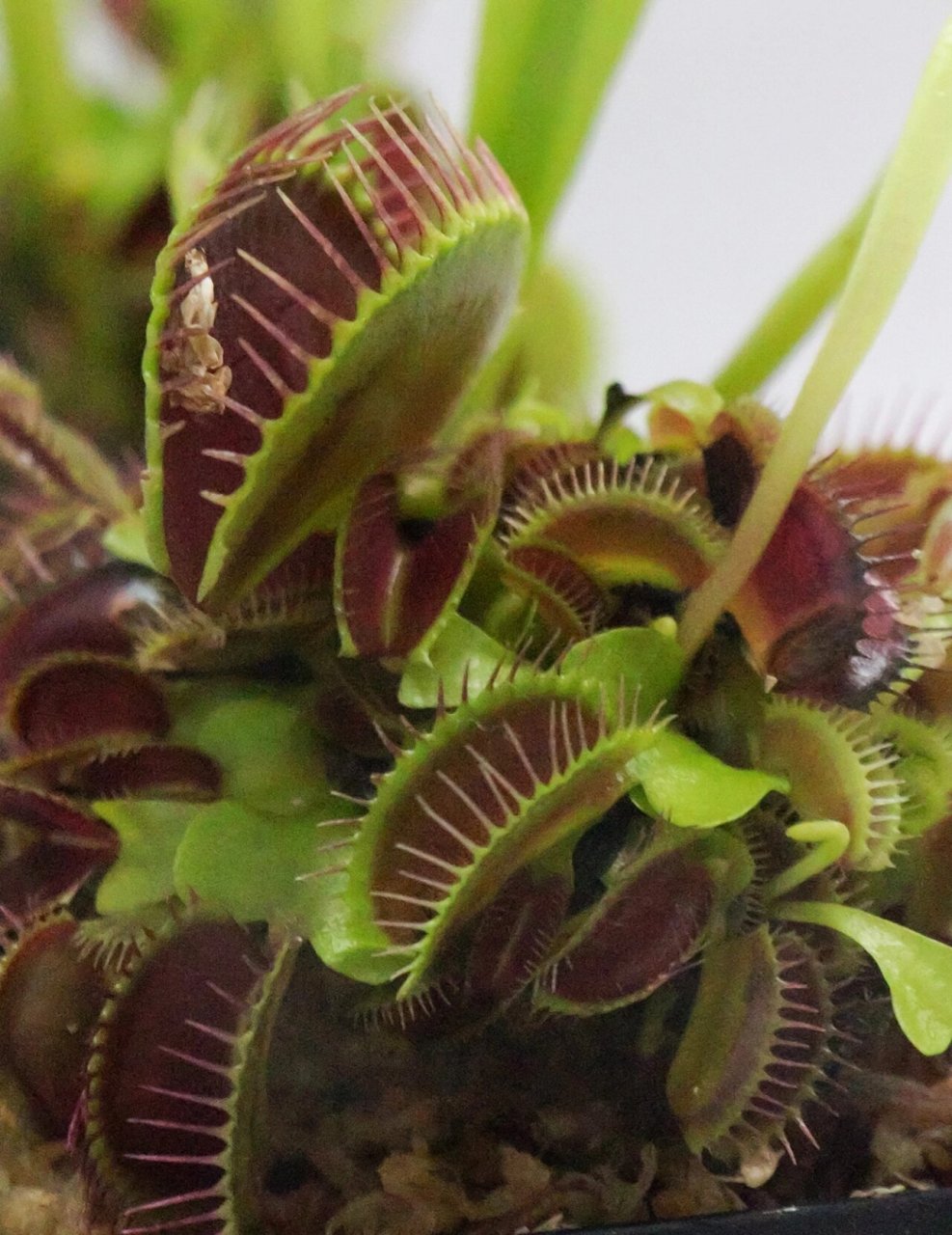 捕蝇草的学名"dionaea muscipula",英文名为"venus flytrap",意思是很