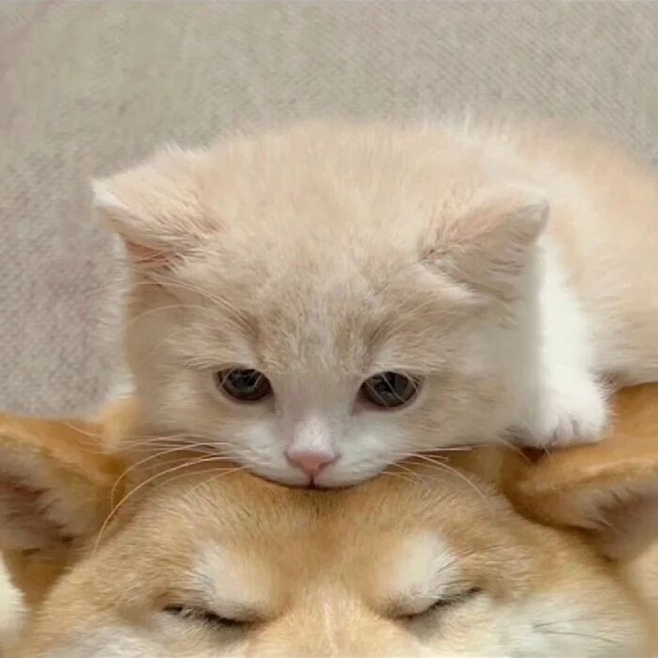 小动物的可爱情侣头像93