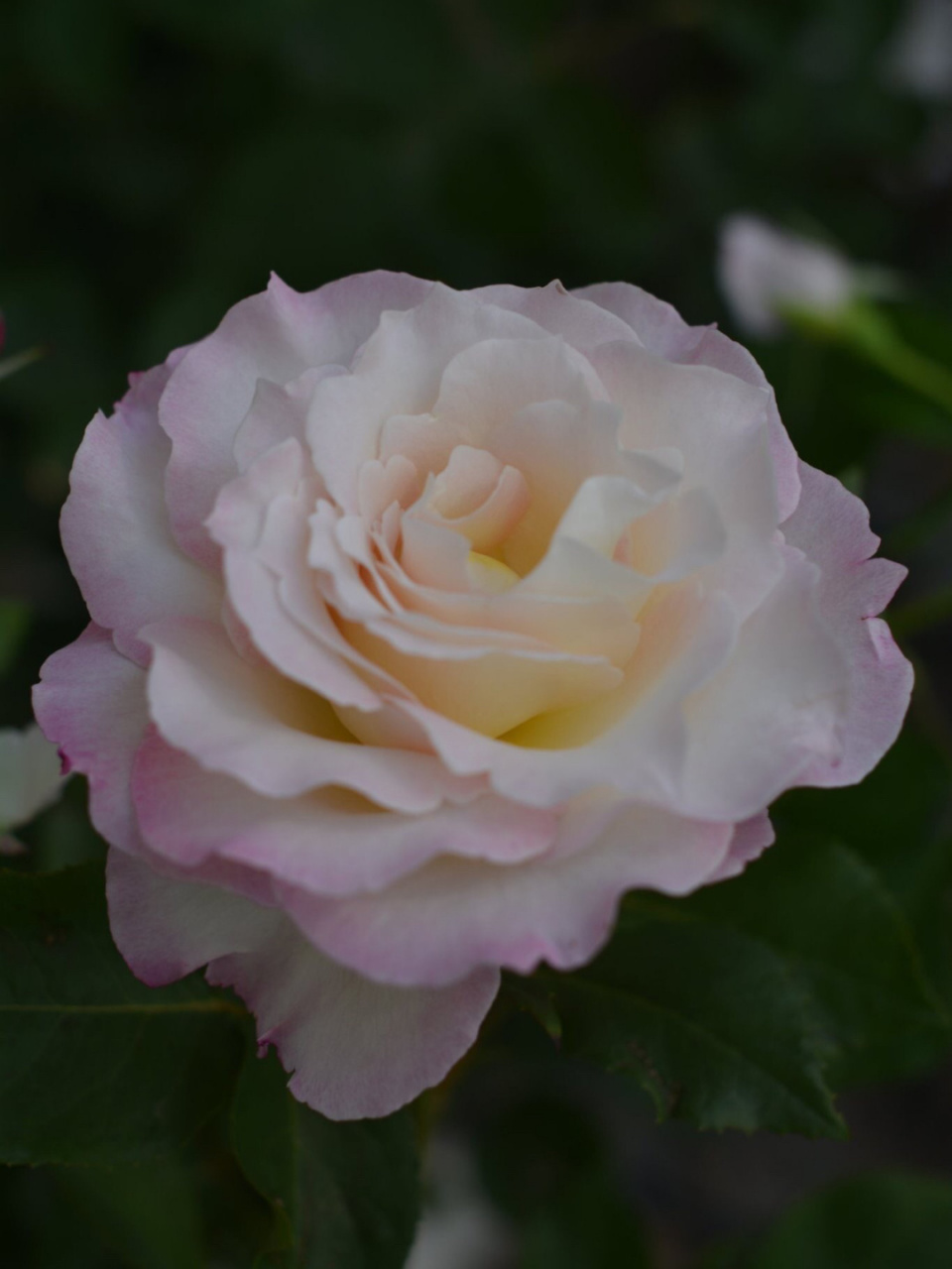 河本月季科普—天堂系列(天使) 图一 天使长·米迦勒(唯一一款红色