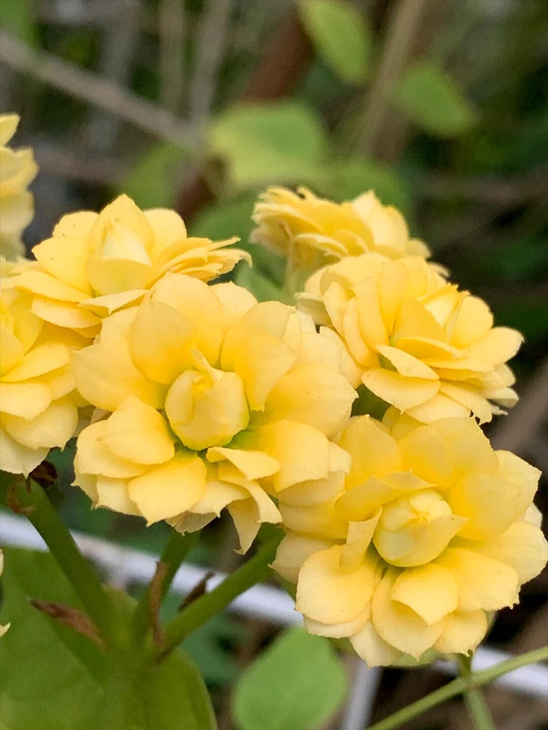 柠檬冰淇淋长寿花(36),黄色系列