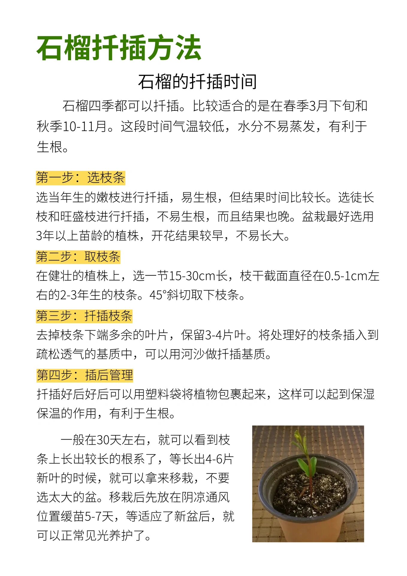 石榴花的结构名称图片图片