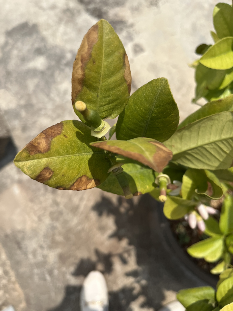 柠檬树叶片黄枯是什么原因,每天都在浇水.