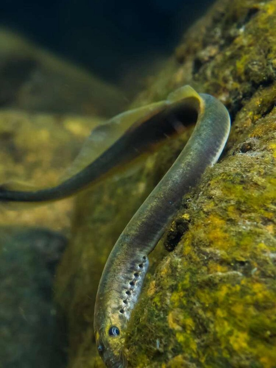 雷氏七鳃鳗 雷氏七鳃鳗(学名:lampetra reissneri),隶属于七鳃鳗科