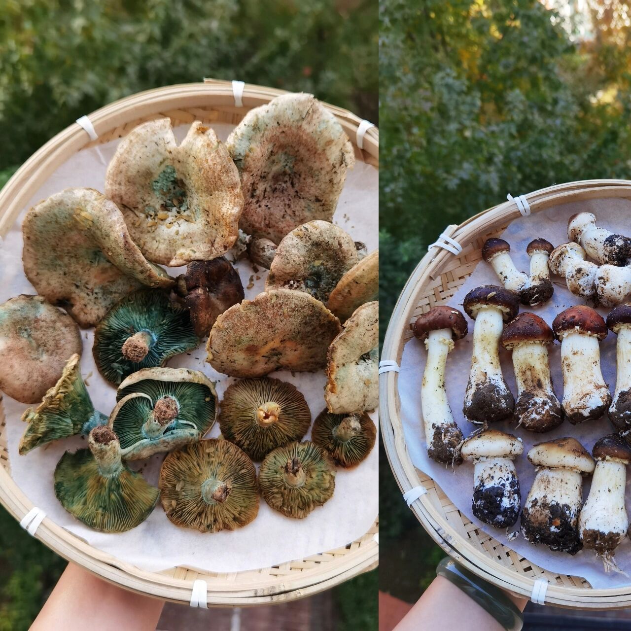 吃雁来蕈,姬松茸的好时节 没错,这个瓦绿瓦绿的菌子就是雁来蕈,放心吃