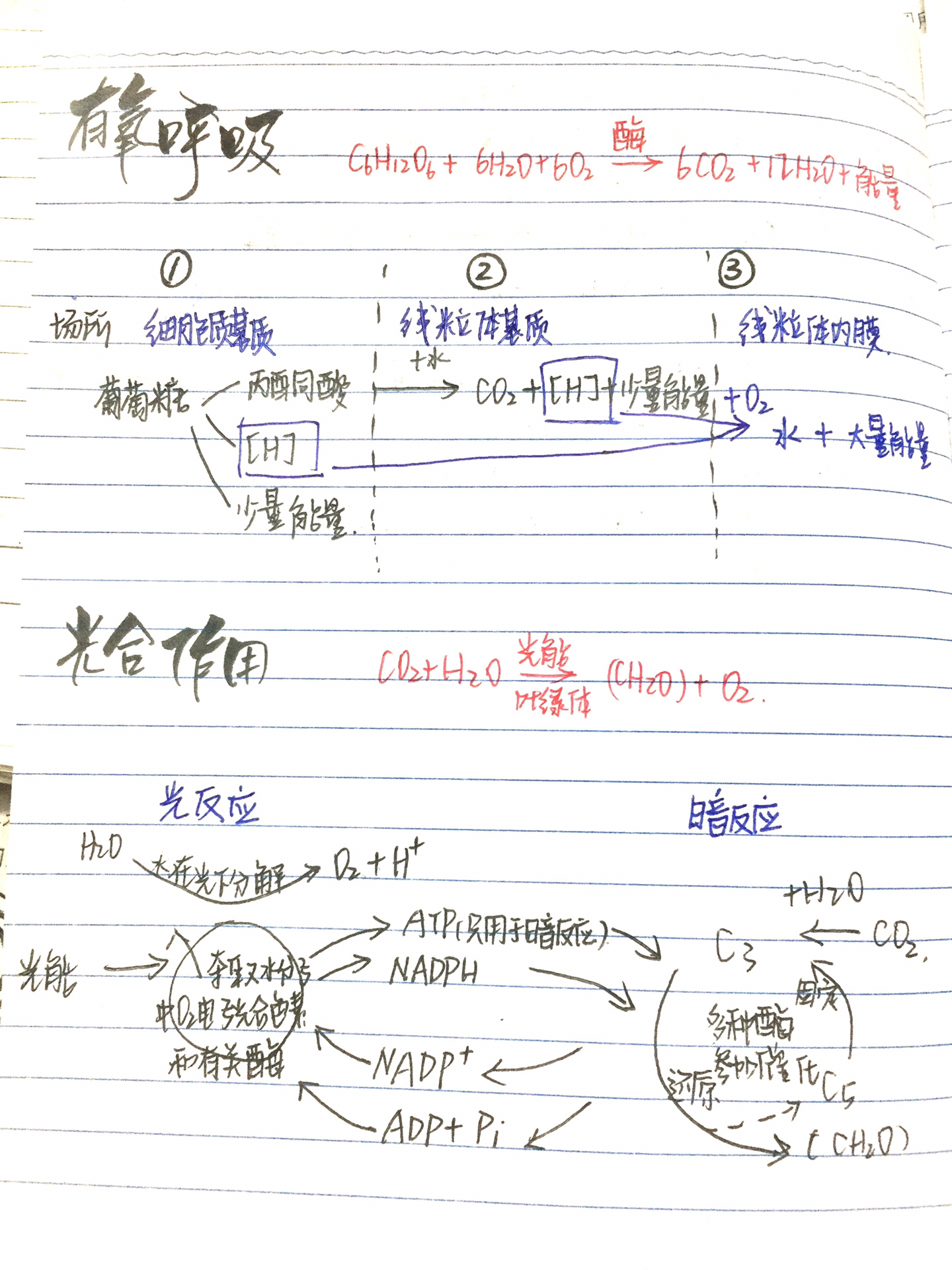 有氧呼吸方程式图片