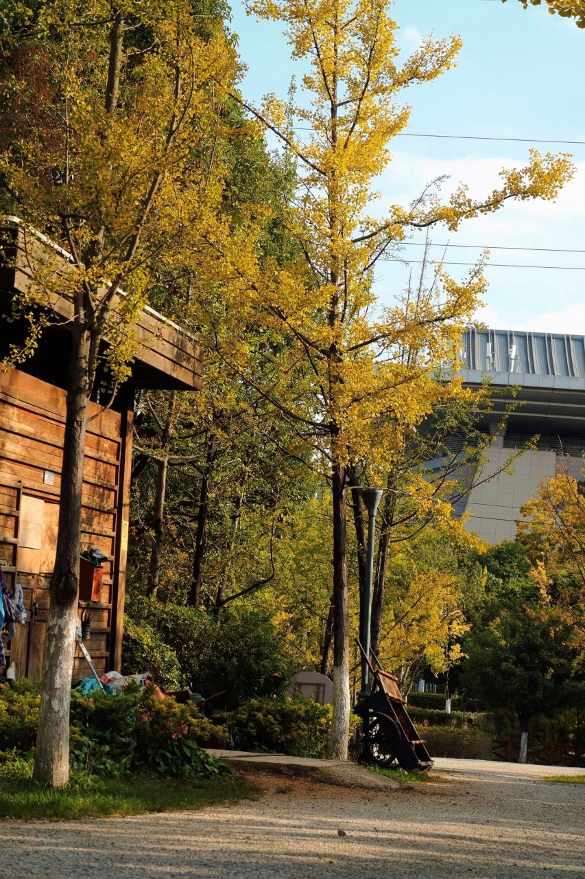 94昆明秋冬打卡地|99春融公园 6015昆明又一银杏拍照处,人少