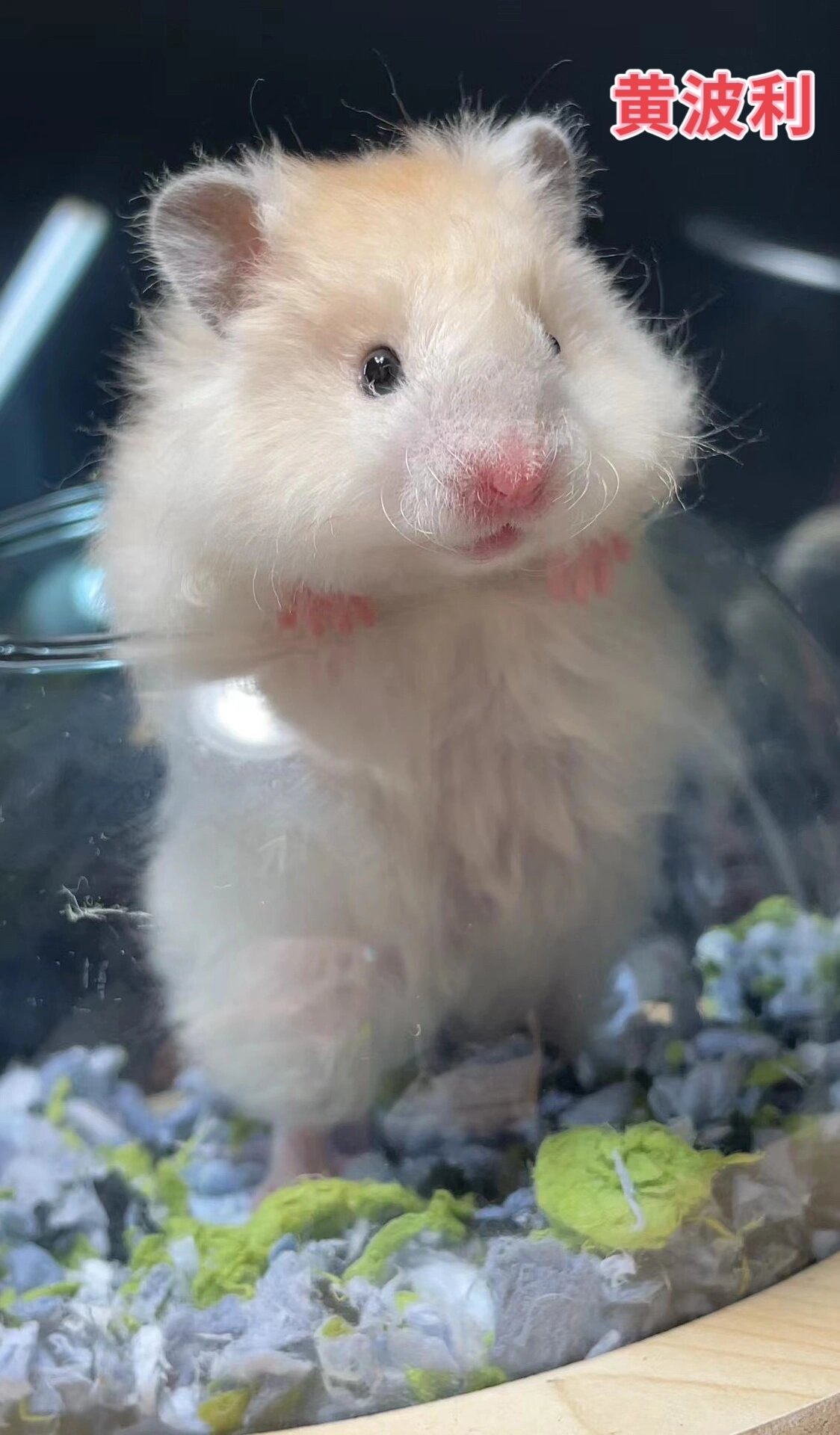 科普|波利金丝熊花色图鉴