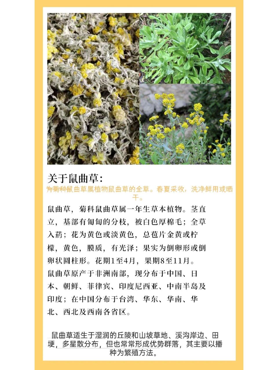每天认识一味中草葯/鼠曲草    「鼠曲草」别名:鼠