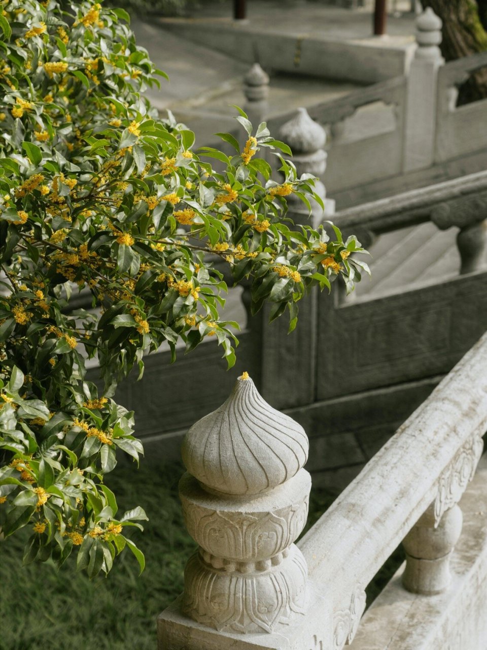 紫金庵 | 莫羡三春桃与李,桂花成实向秋荣 金秋时节,来紫金庵赏花吧