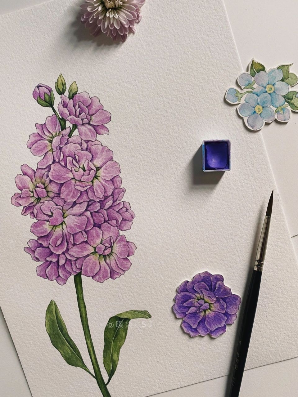紫罗兰花画法图片