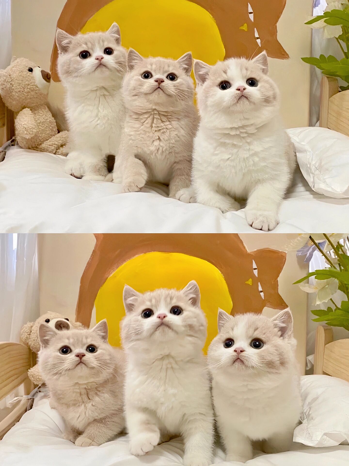 英短乳白,乳色猫咪一窝蹲新家|新手养猫推荐 乳色:全身只有乳色一种