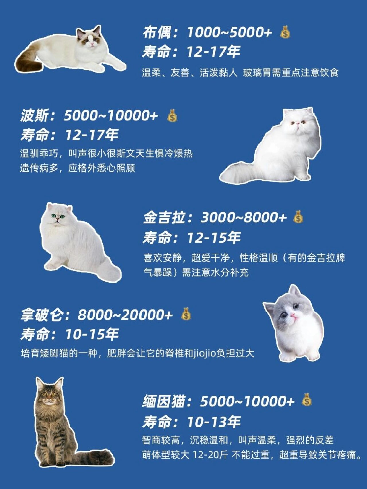 猫品种大全