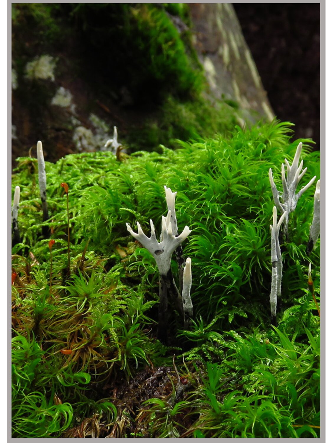 鹿角菌 xylaria hypoxylon 	 学名:团炭角菌 	 纲:粪壳菌纲 目:炭角