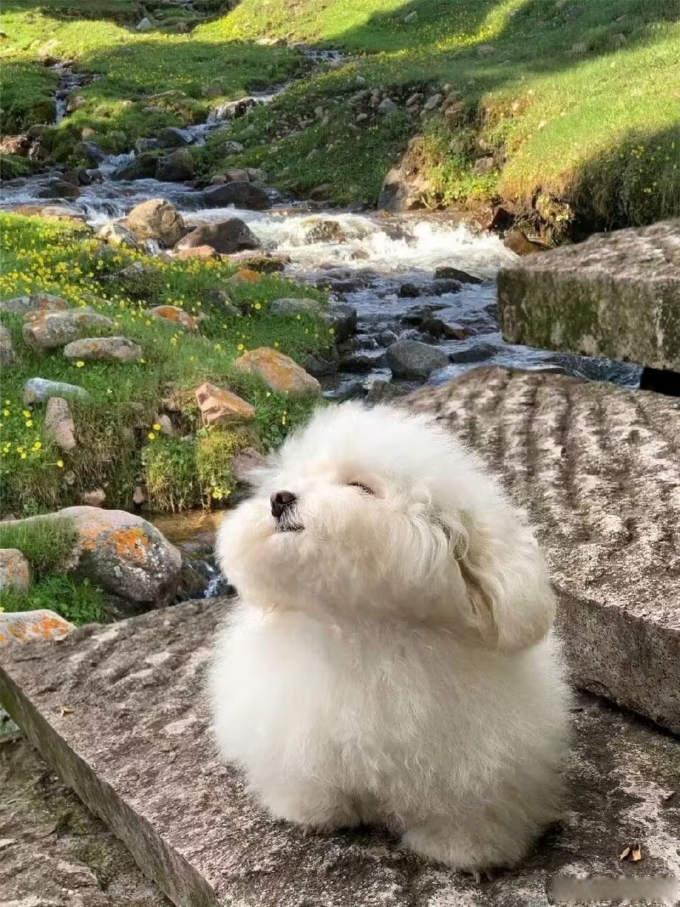 旷野之犬图片