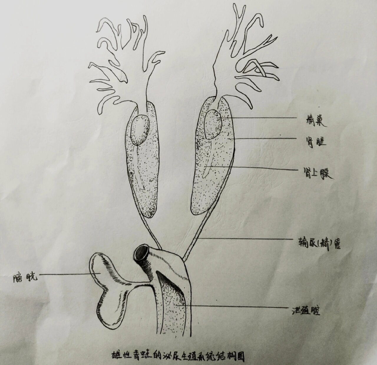 青蛙内脏解剖手绘图图片