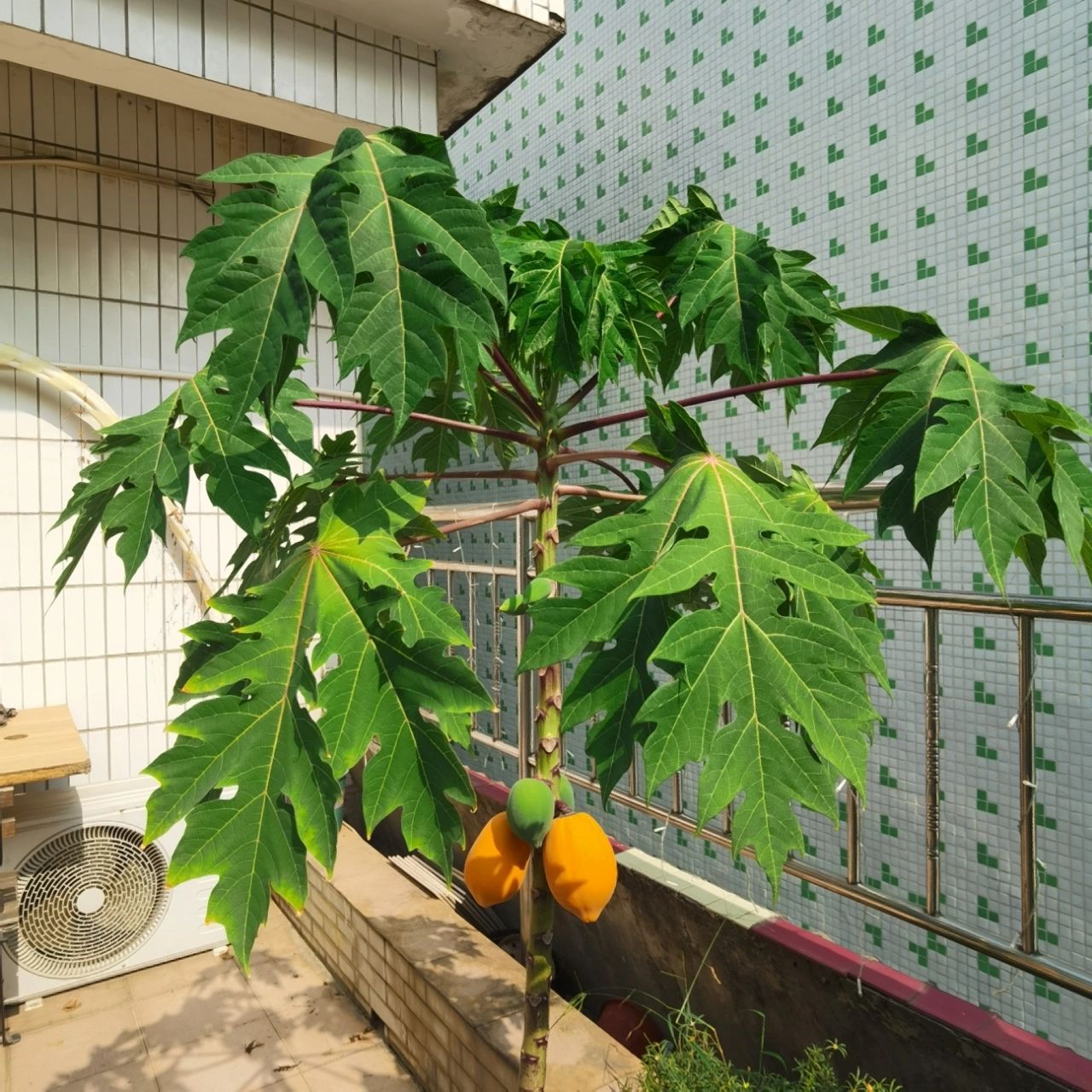 阳台花盆种的红心木瓜真的甜