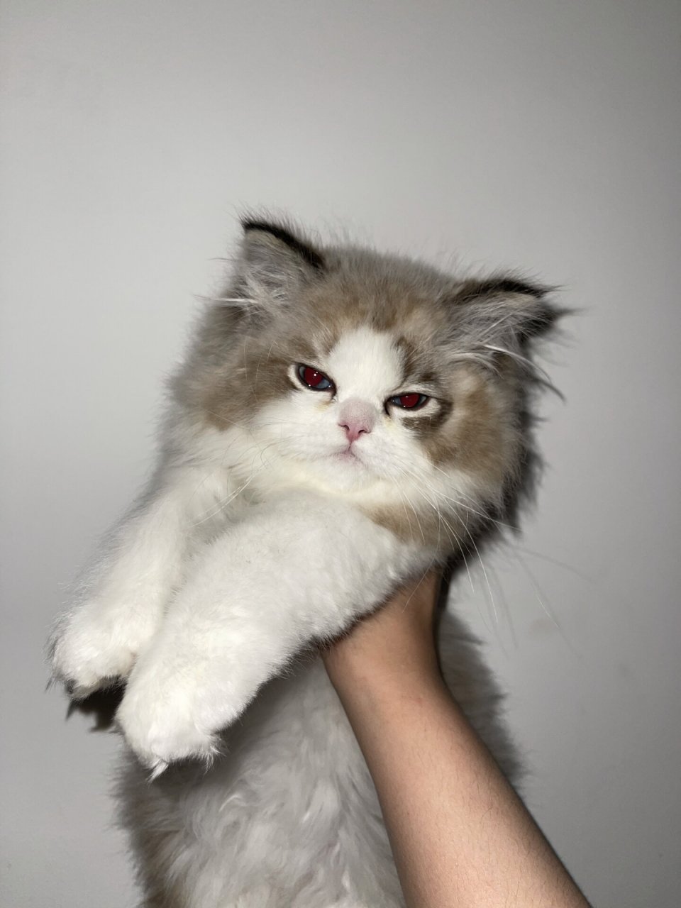 小猫咪总是流眼泪怎么办 这窝小猫93是山双布偶猫,现在两个半月了