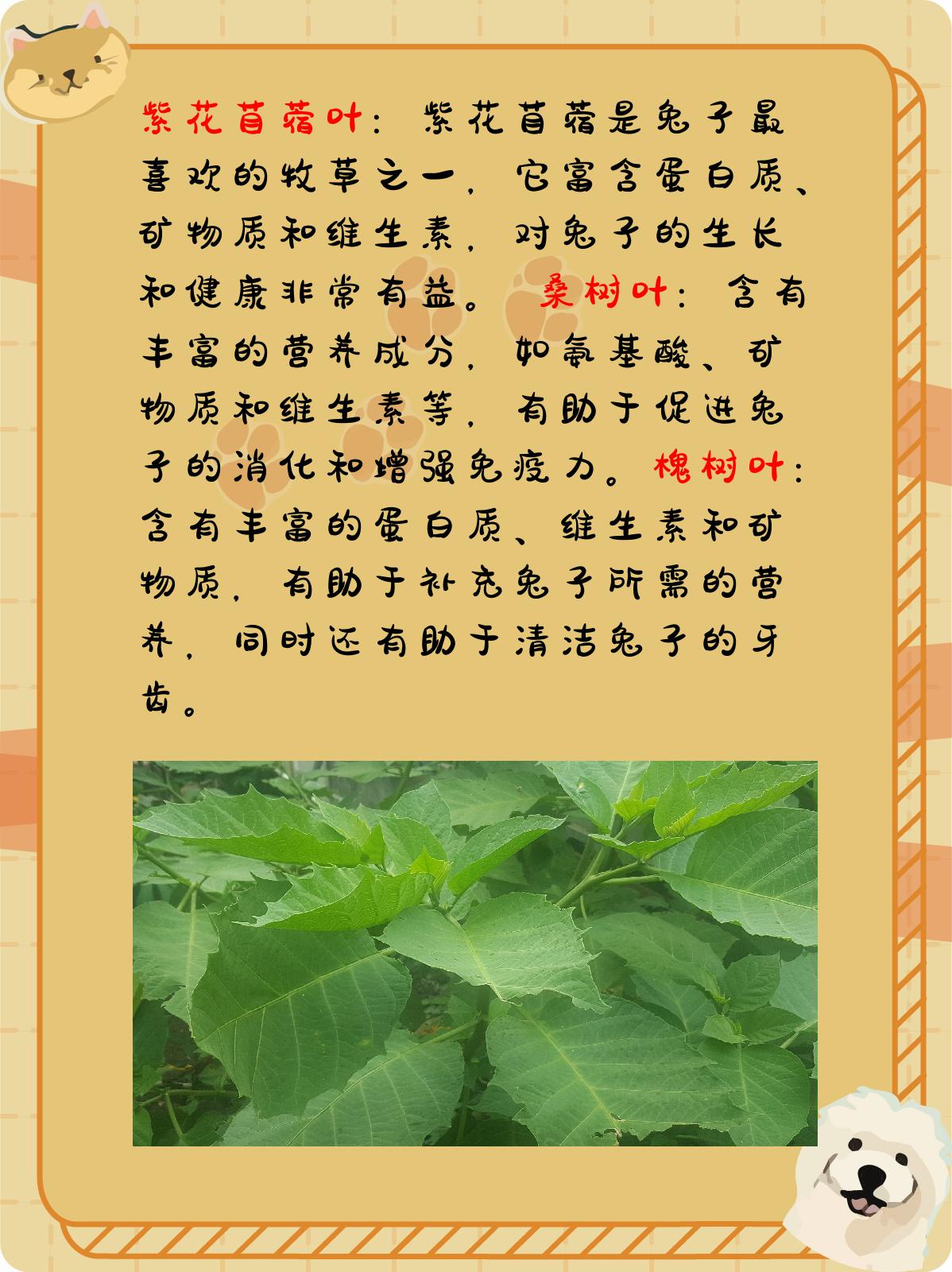 兔子最爱吃的10种树叶,天然又健康!