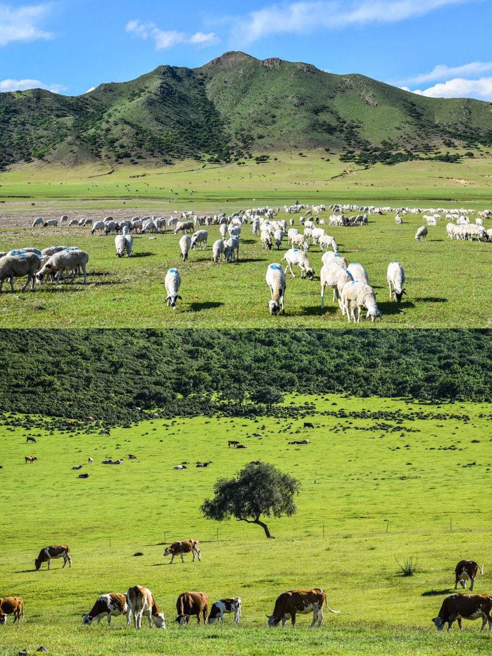 大兴安岭余脉的绿丝带 扎鲁特草原是立体的,她位于内蒙古通辽市北部