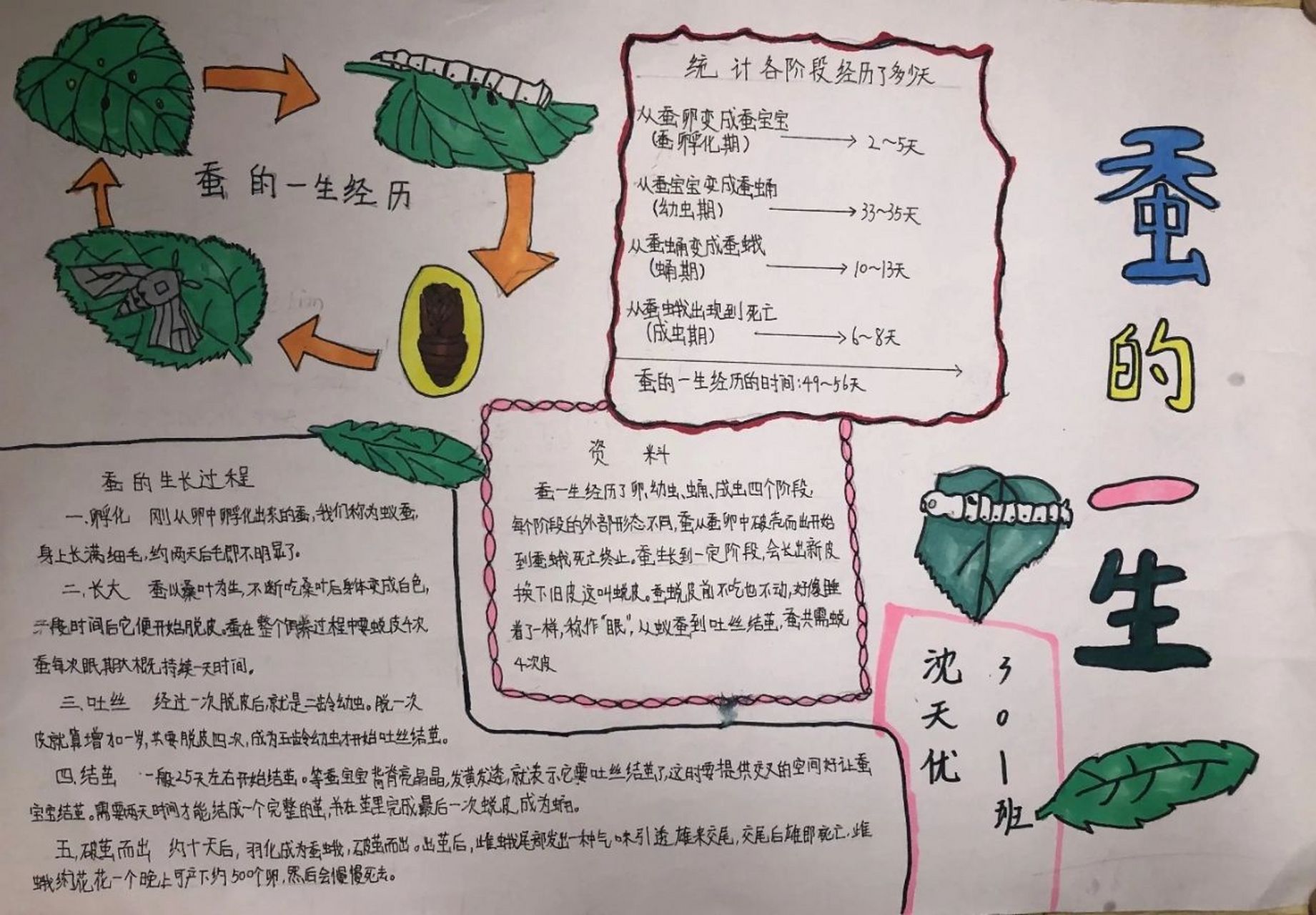 蚕的一生手抄报 蚕的一生 成长记录