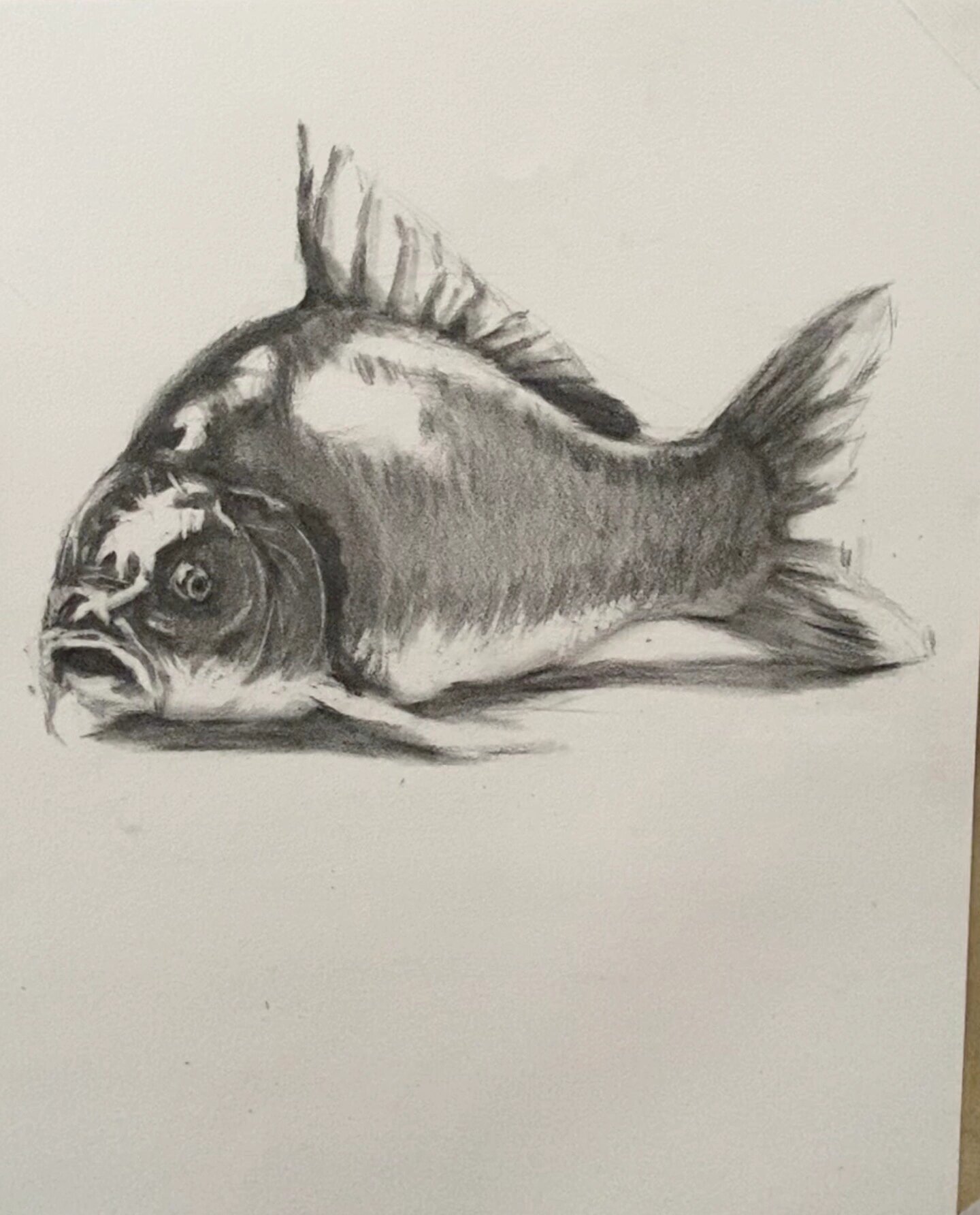 东华设计素描|鲤鱼的绘画步骤