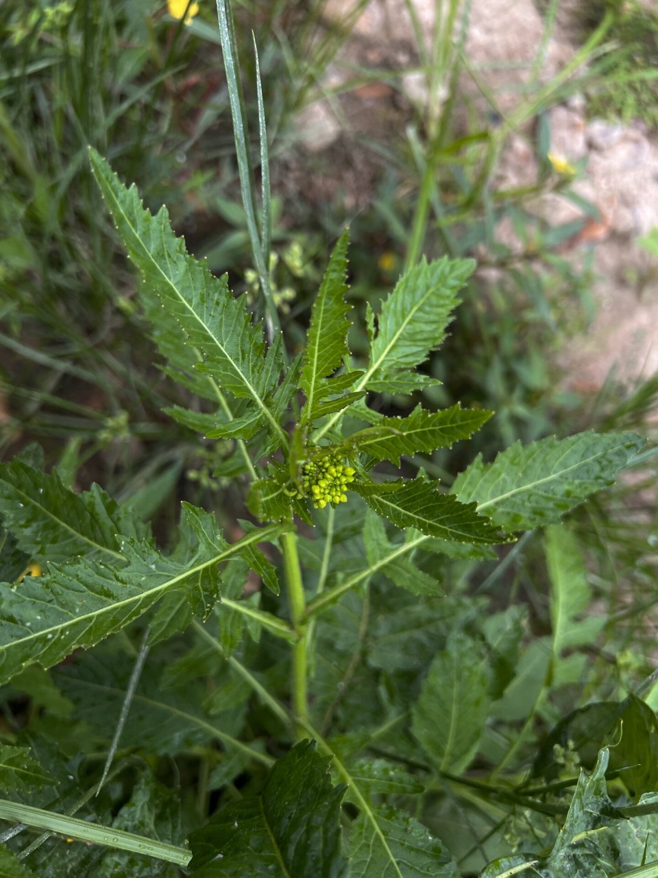 球果蔳菜图片